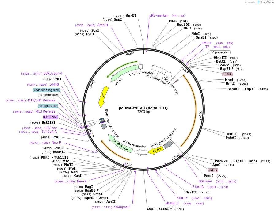 1030-plasmid-map-sequence-id-1