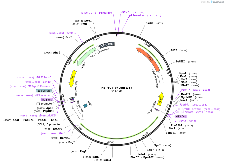 1156-plasmid-map-sequence-id-10