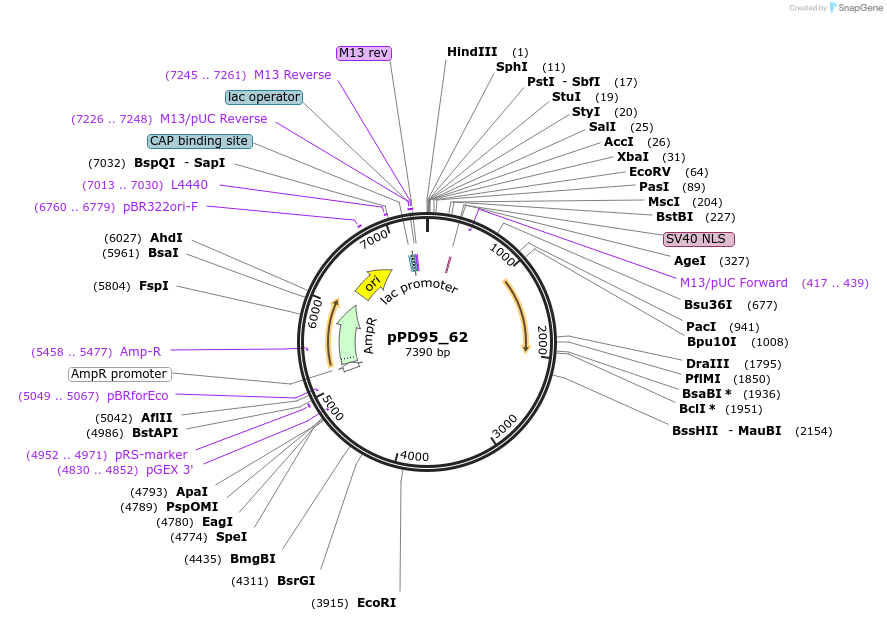 1489-plasmid-map-sequence-id-100