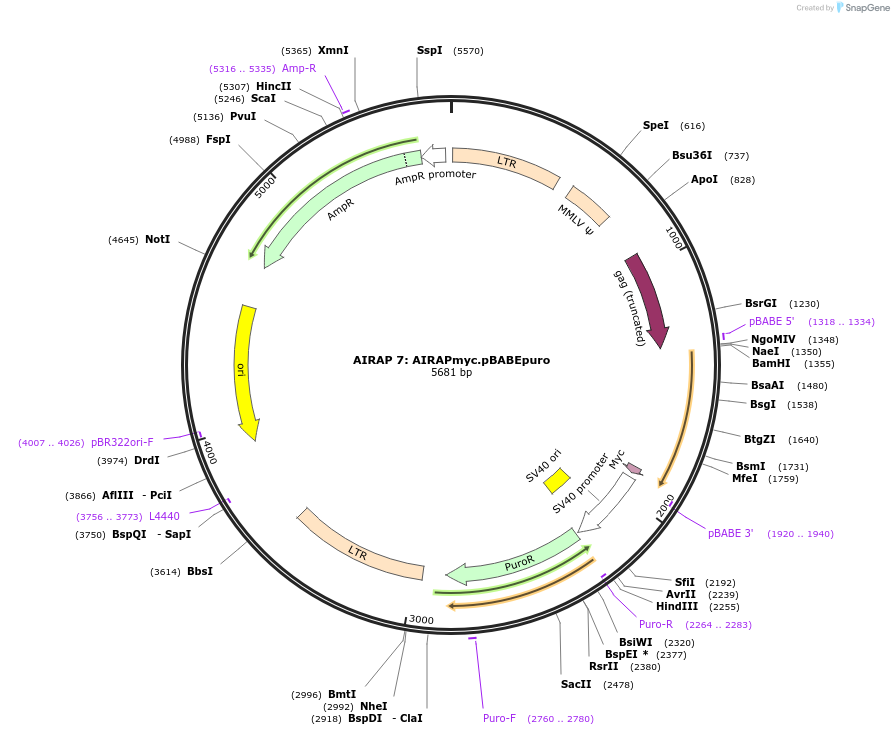 21797-plasmid-map-sequence-id-10000