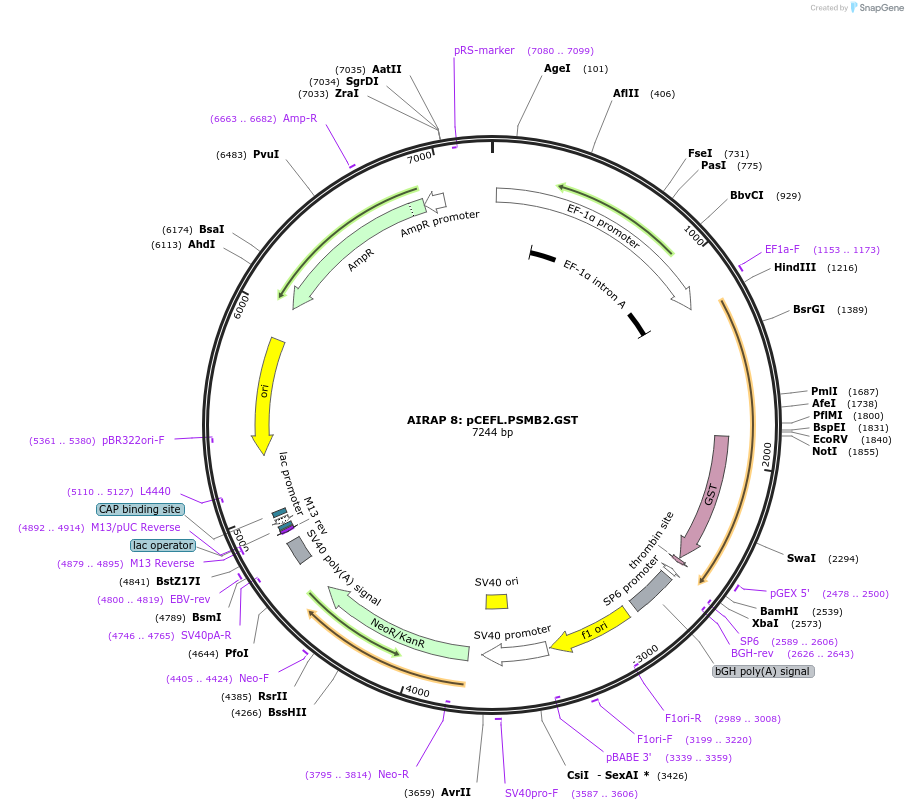 21798-plasmid-map-sequence-id-10001