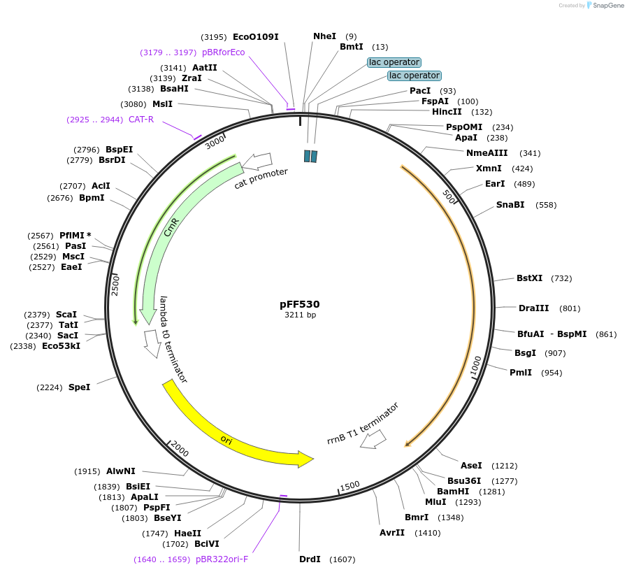 61447-plasmid-map-sequence-id-100017