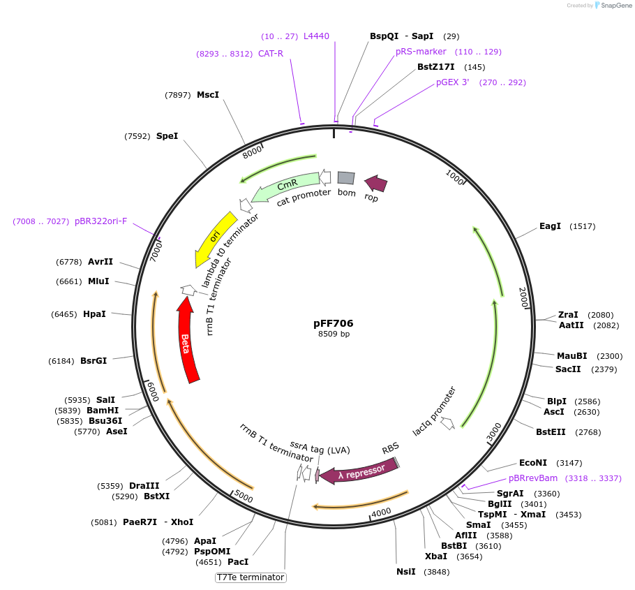 61448-plasmid-map-sequence-id-100018