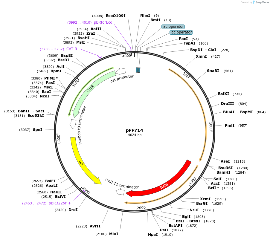 61449-plasmid-map-sequence-id-100019