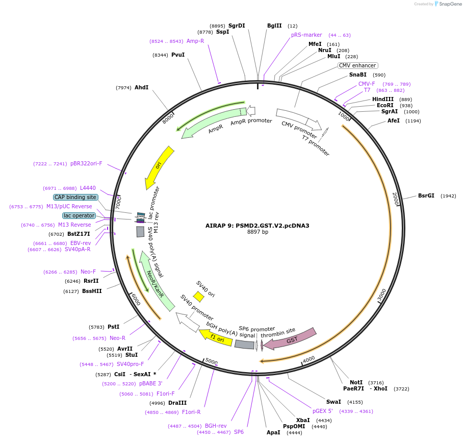 21799-plasmid-map-sequence-id-10002
