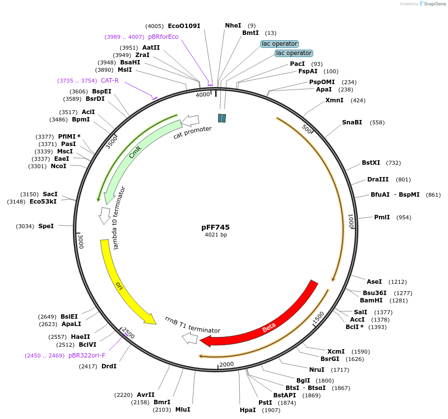 61450-plasmid-map-sequence-id-100020