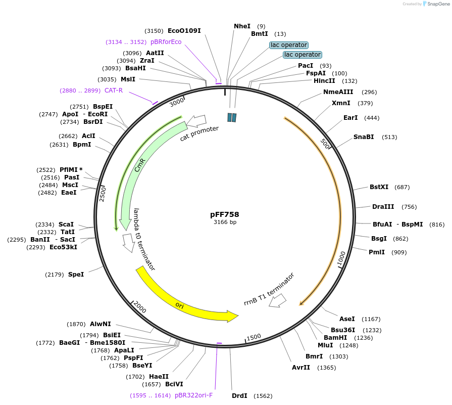 61454-plasmid-map-sequence-id-100024