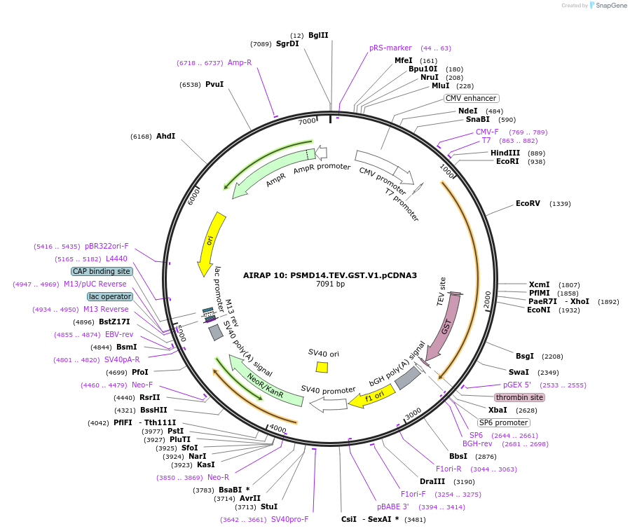 21800-plasmid-map-sequence-id-10003