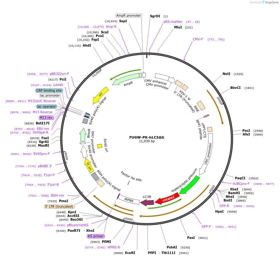 61461-plasmid-map-sequence-id-100031