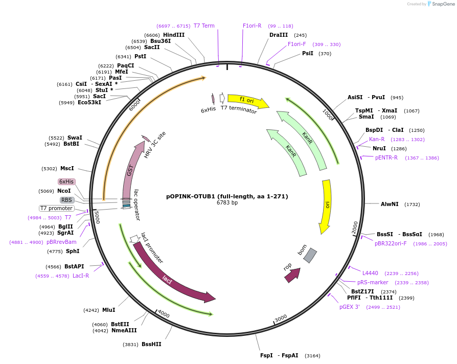 61420-plasmid-map-sequence-id-100034