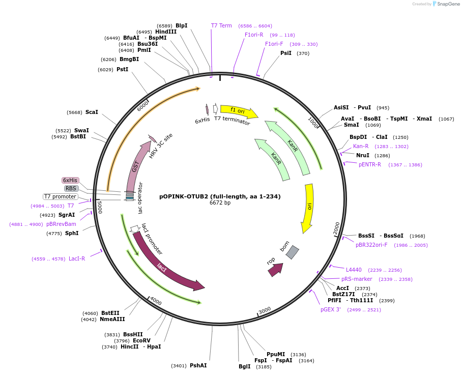 61421-plasmid-map-sequence-id-100035
