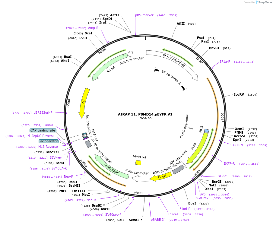 21801-plasmid-map-sequence-id-10004
