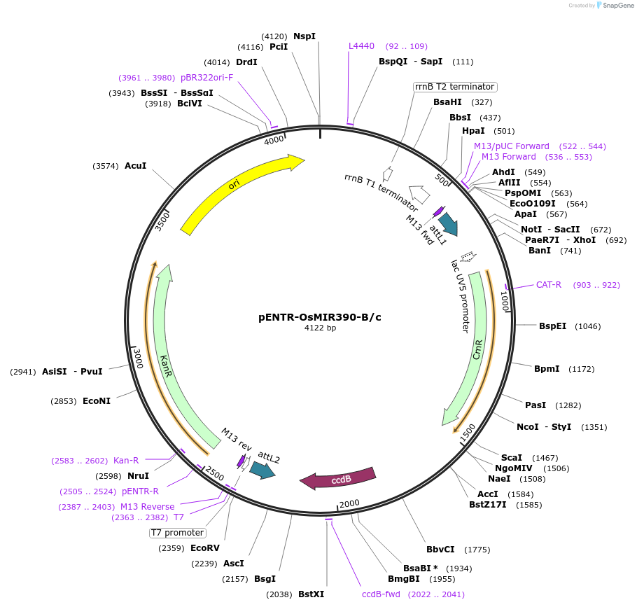 61468-plasmid-map-sequence-id-100047