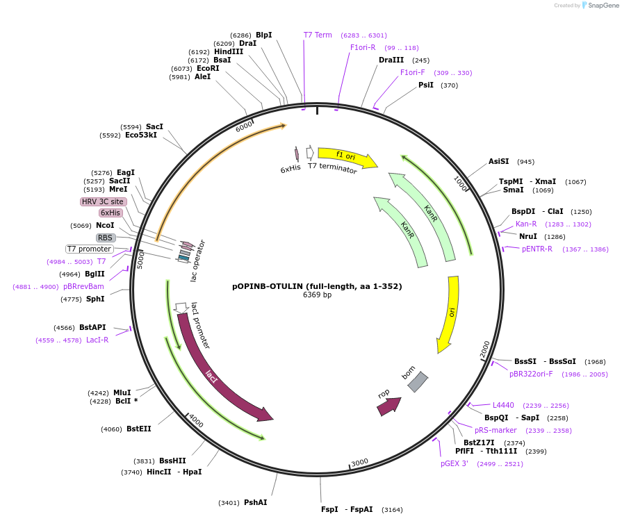 61464-plasmid-map-sequence-id-100049
