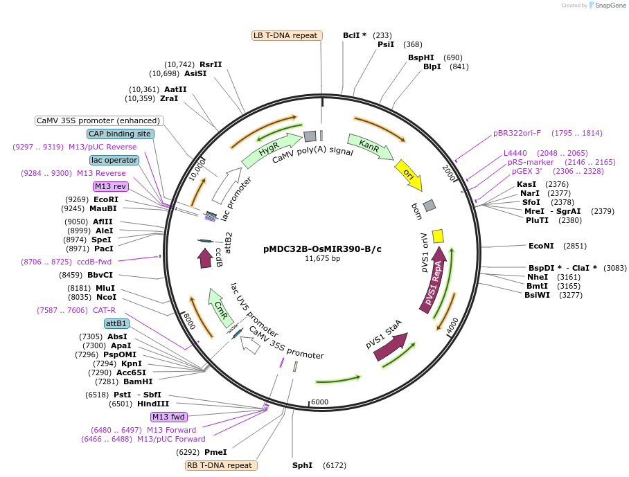 61467-plasmid-map-sequence-id-100060