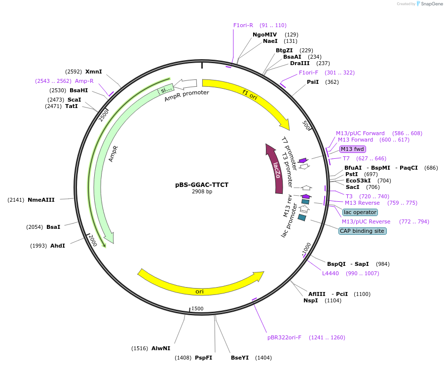 60945-plasmid-map-sequence-id-100079