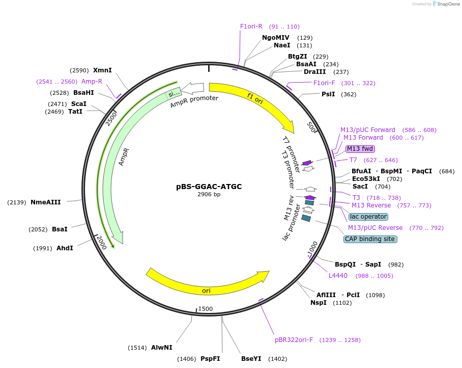 60949-plasmid-map-sequence-id-100081