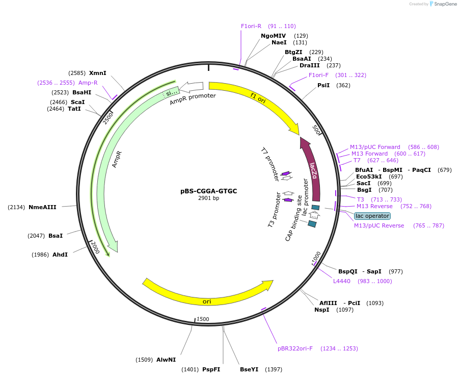 60950-plasmid-map-sequence-id-100082