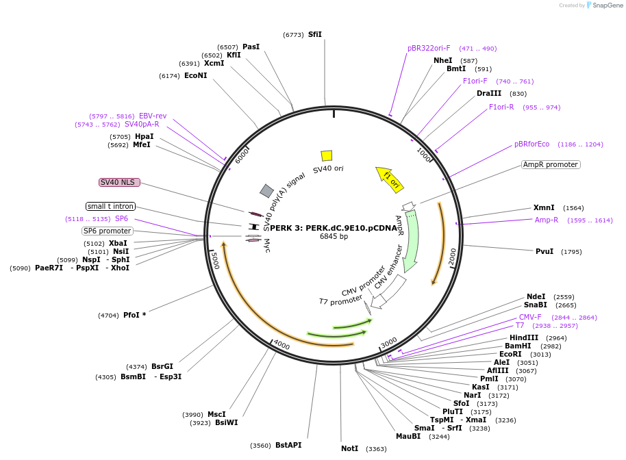 21816-plasmid-map-sequence-id-10012