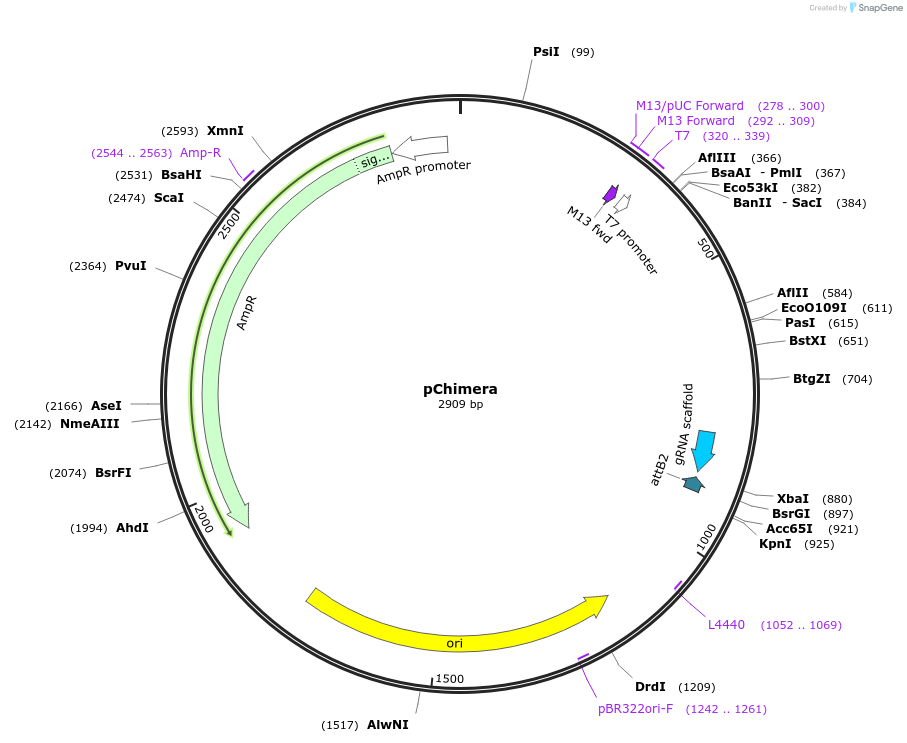 61476-plasmid-map-sequence-id-100122