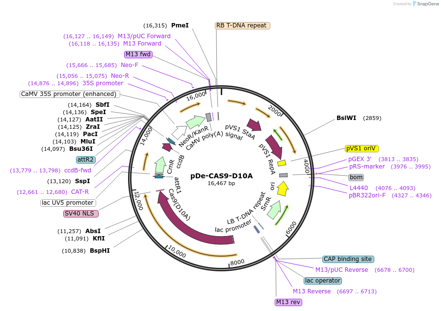 61477-plasmid-map-sequence-id-100123