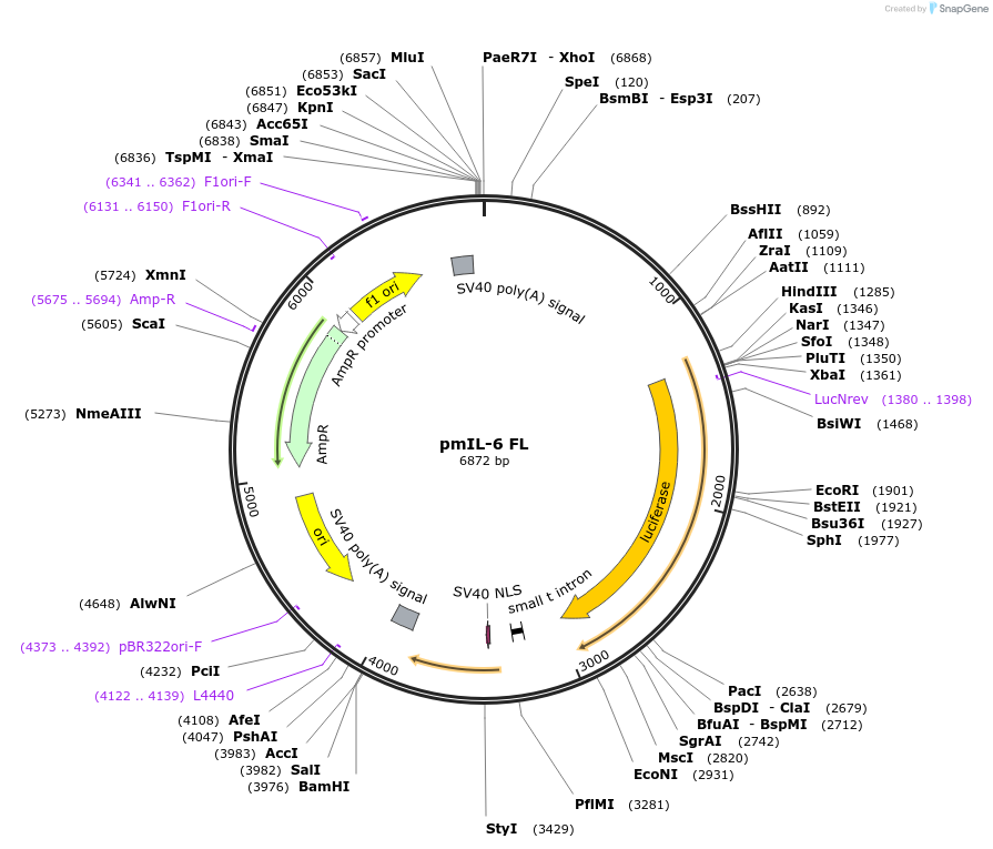 61286-plasmid-map-sequence-id-100127