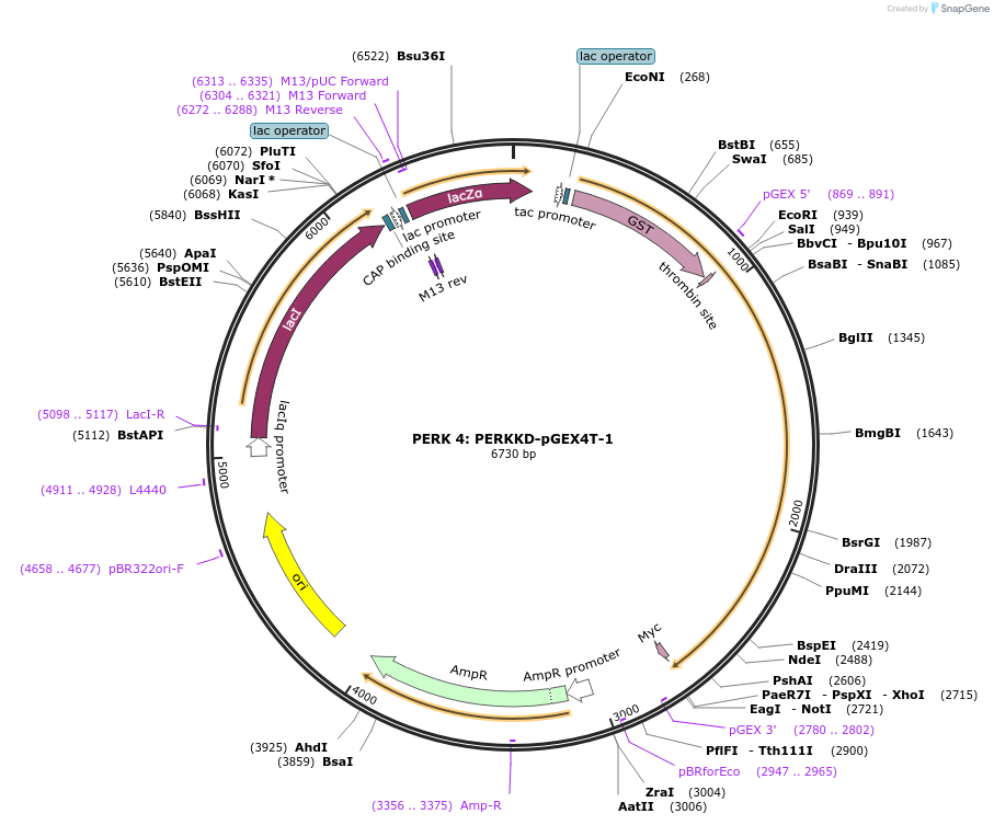 21817-plasmid-map-sequence-id-10013