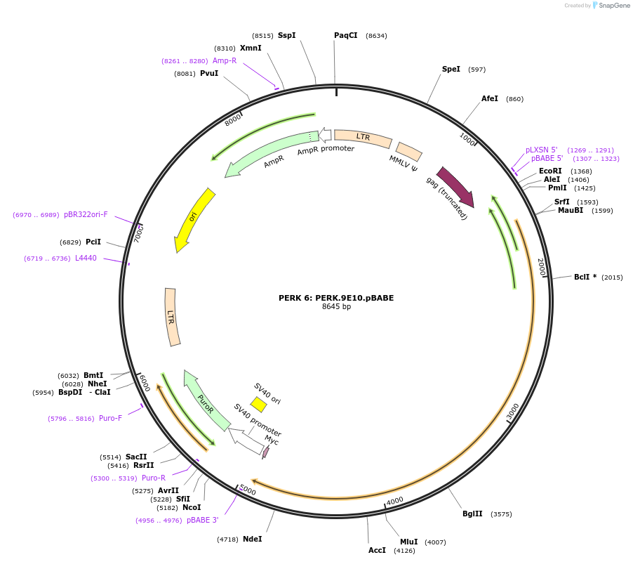 21819-plasmid-map-sequence-id-10015