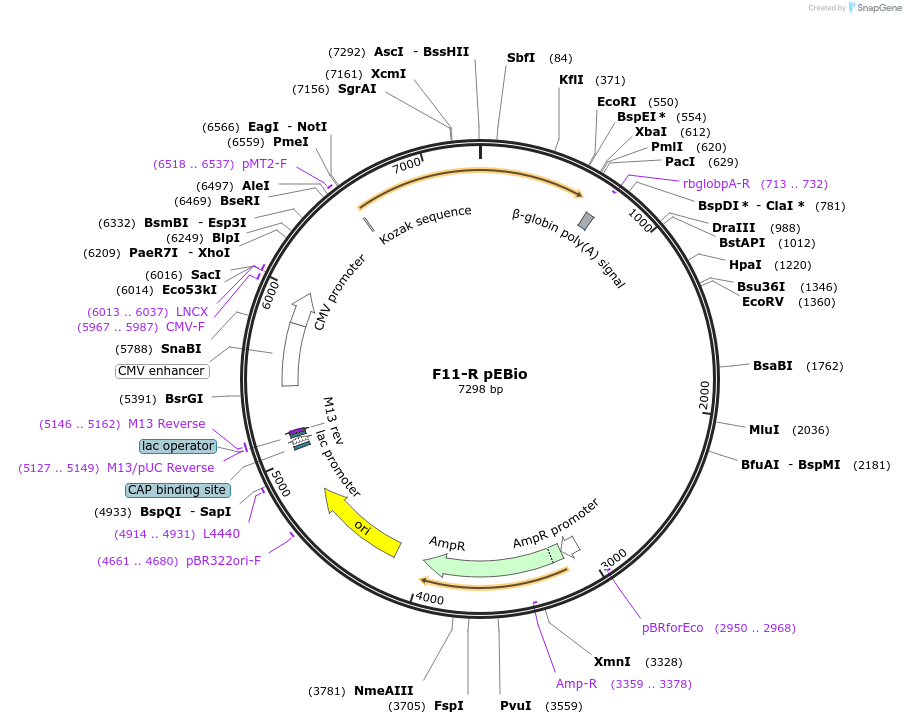 61486-plasmid-map-sequence-id-100152