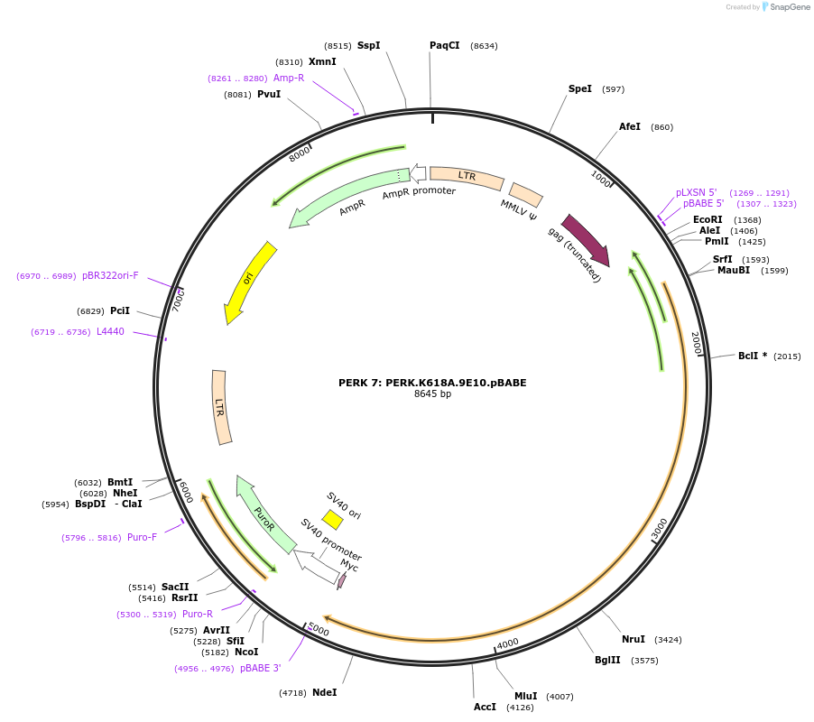 21820-plasmid-map-sequence-id-10016