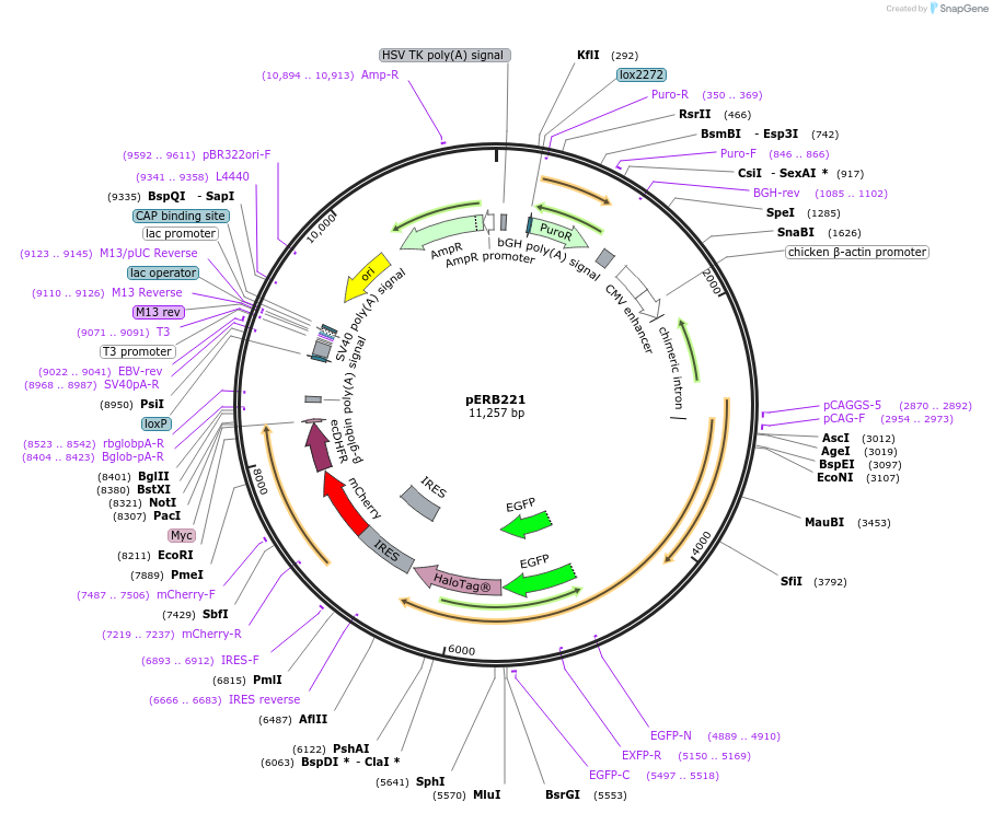 61502-plasmid-map-sequence-id-100179