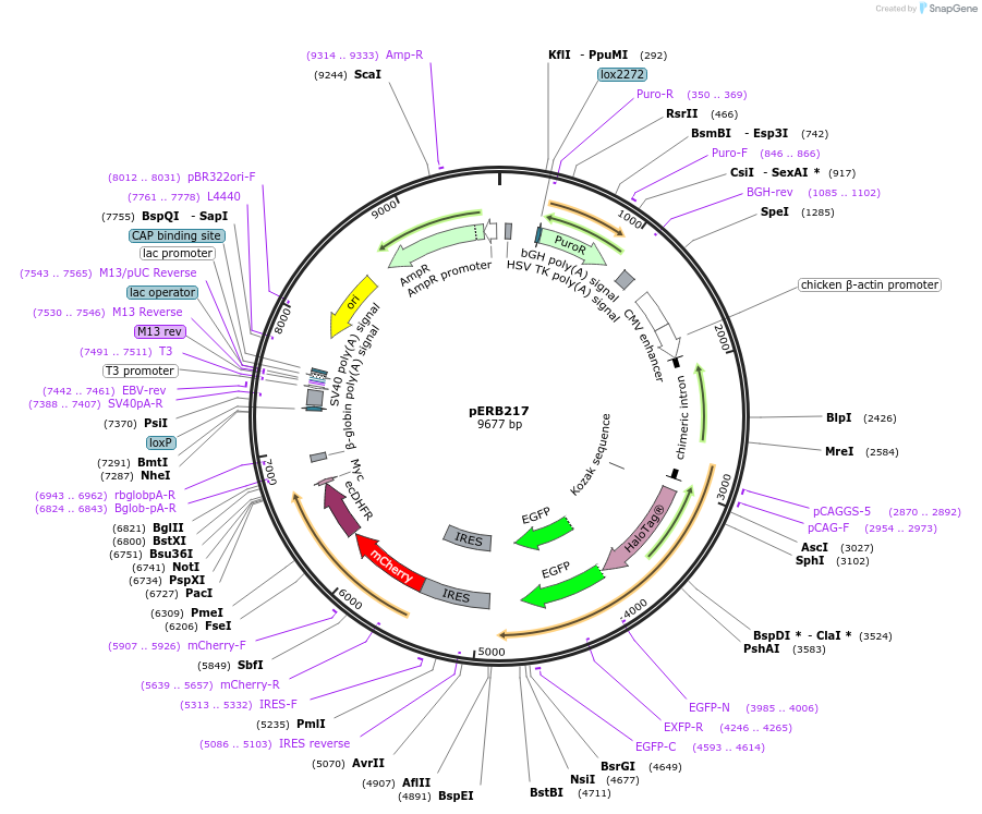 61500-plasmid-map-sequence-id-100183
