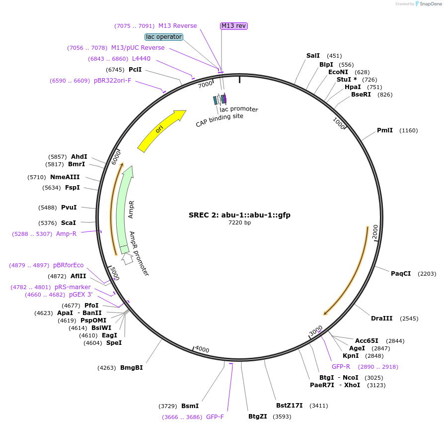 21825-plasmid-map-sequence-id-10019