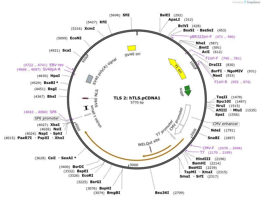 21828-plasmid-map-sequence-id-10021