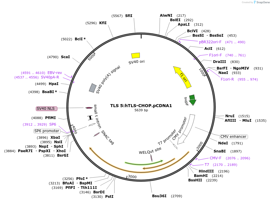 21831-plasmid-map-sequence-id-10024