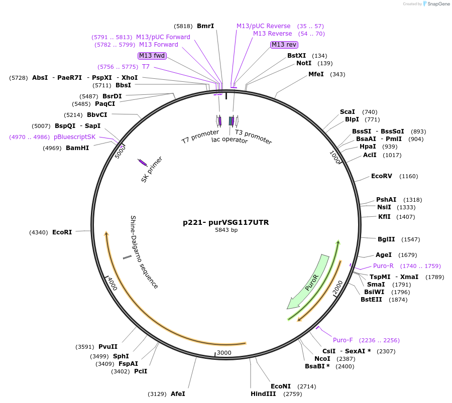 59732-plasmid-map-sequence-id-100249