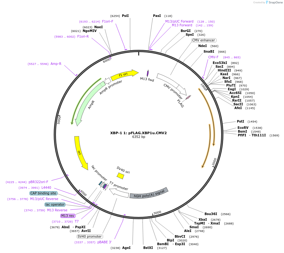 21832-plasmid-map-sequence-id-10025