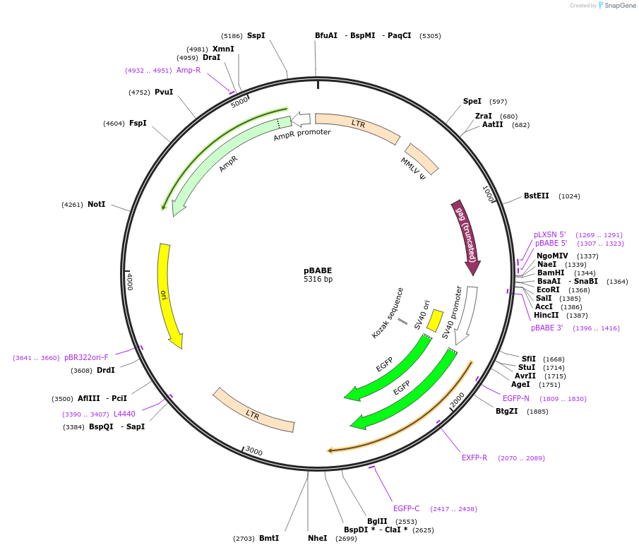 21836-plasmid-map-sequence-id-10029