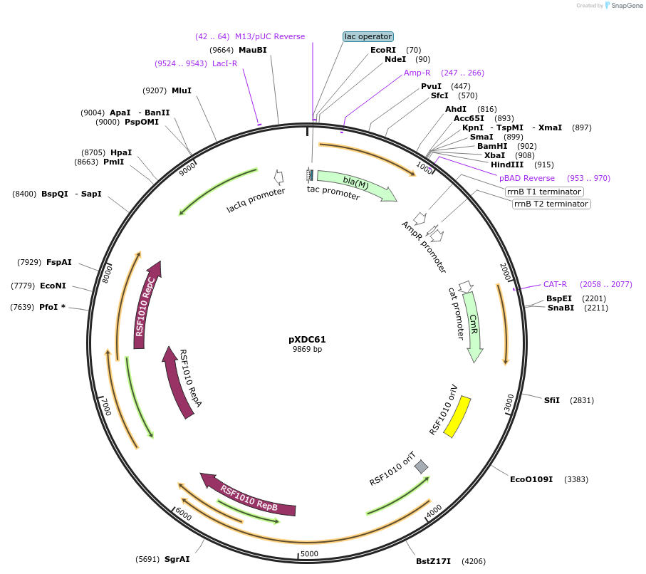 21841-plasmid-map-sequence-id-10030