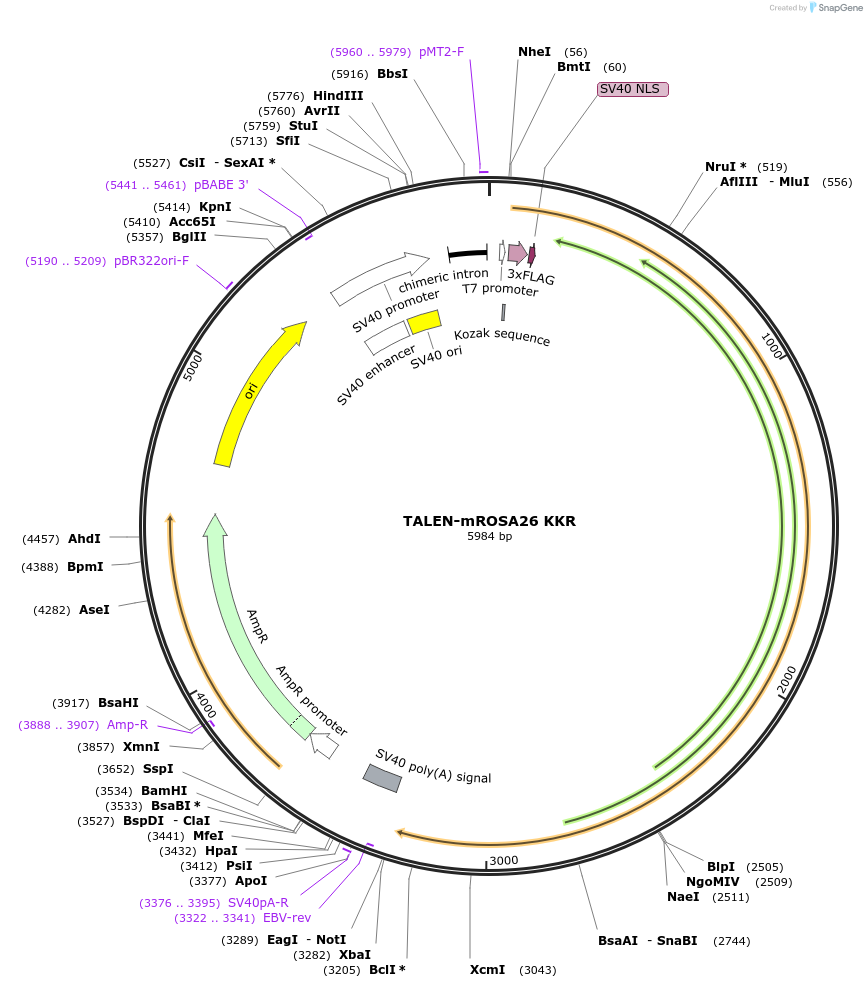 60025-plasmid-map-sequence-id-100301
