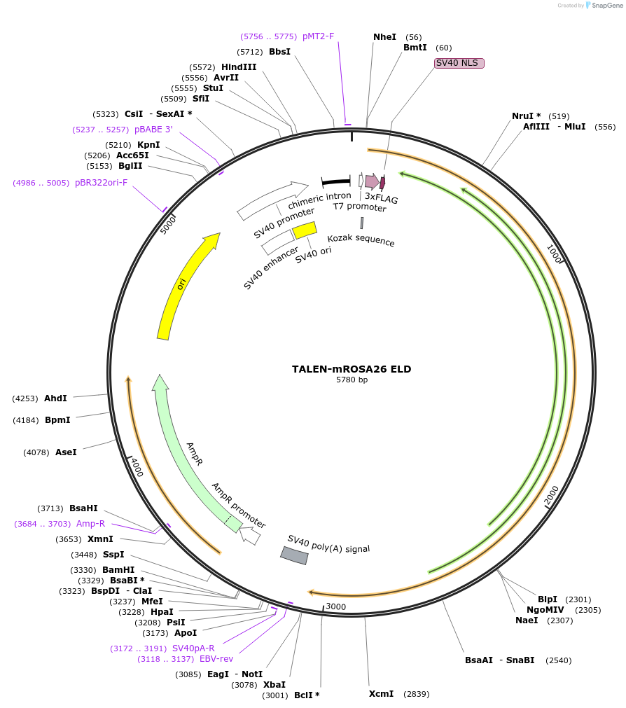 60026-plasmid-map-sequence-id-100306