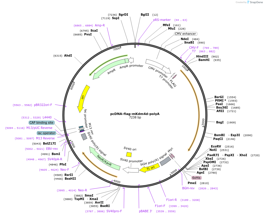 61553-plasmid-map-sequence-id-100317