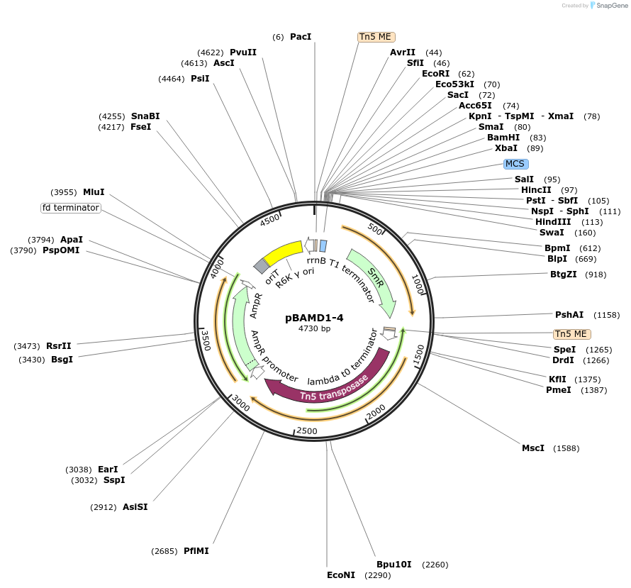 61565-plasmid-map-sequence-id-100350