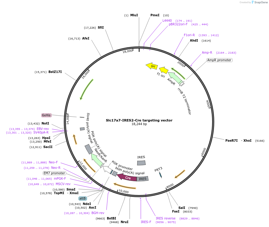 61574-plasmid-map-sequence-id-100357