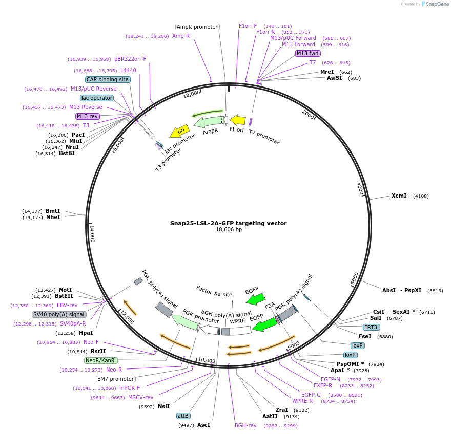 61575-plasmid-map-sequence-id-100358