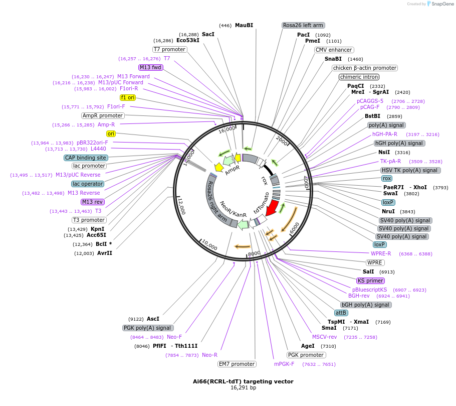 61578-plasmid-map-sequence-id-100361