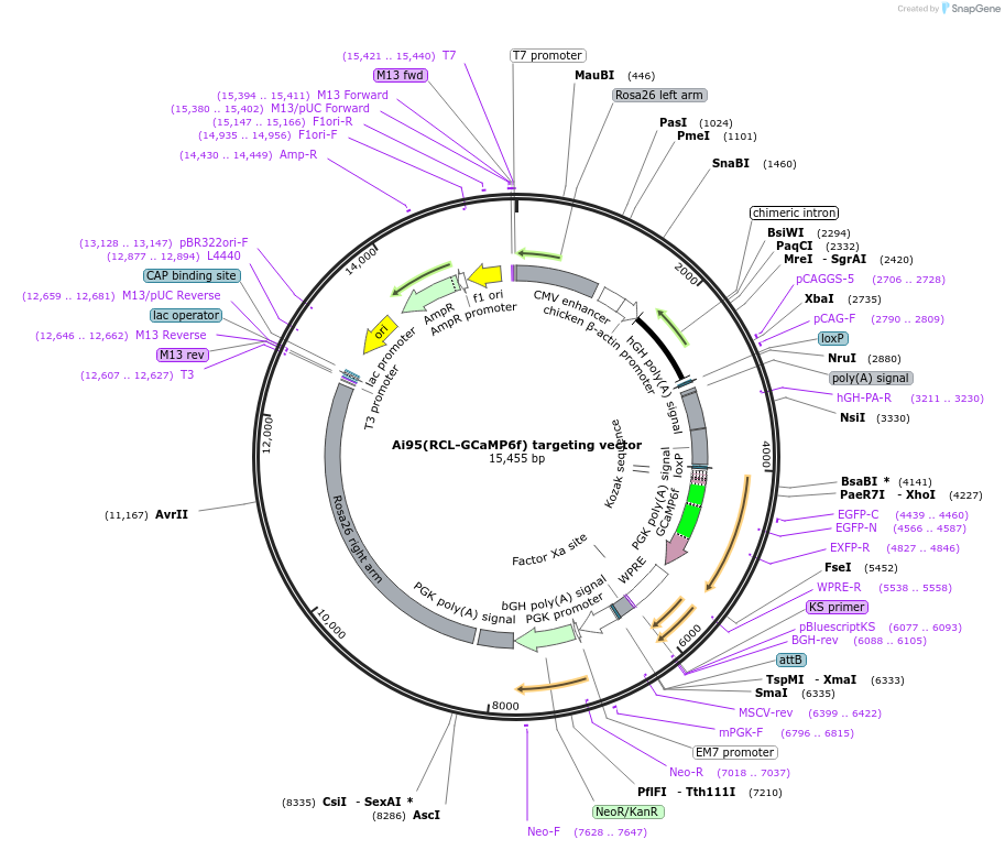 61579-plasmid-map-sequence-id-100362
