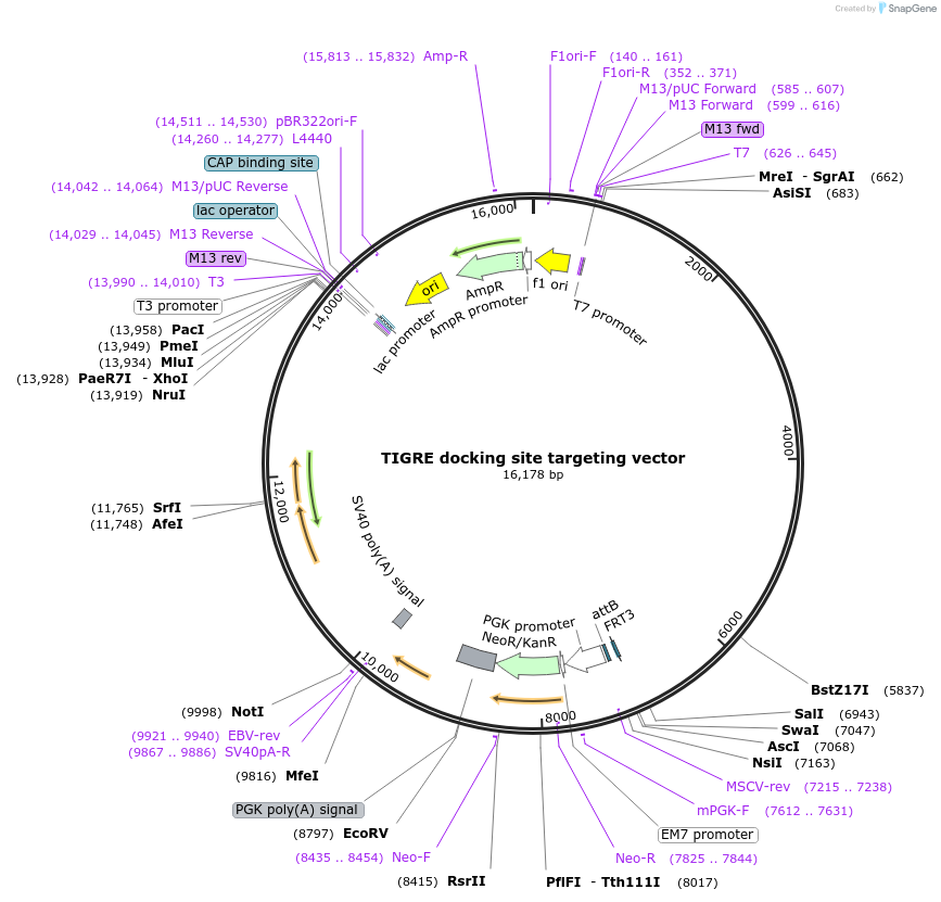 61580-plasmid-map-sequence-id-100363