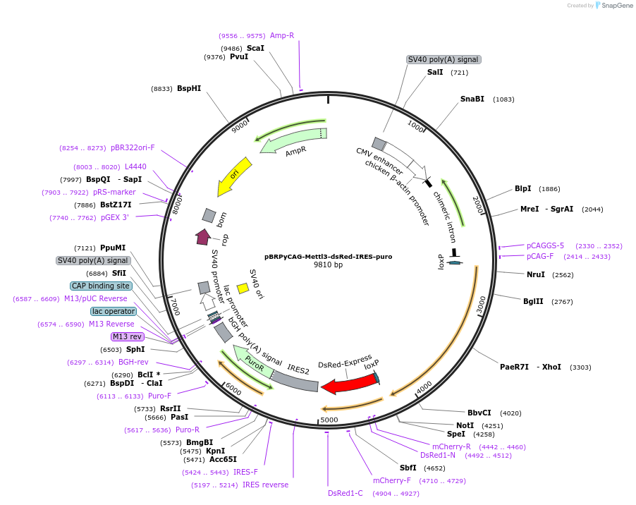 61516-plasmid-map-sequence-id-100364