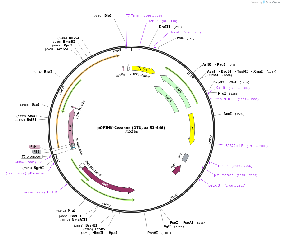61581-plasmid-map-sequence-id-100368